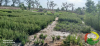 transport plants 1